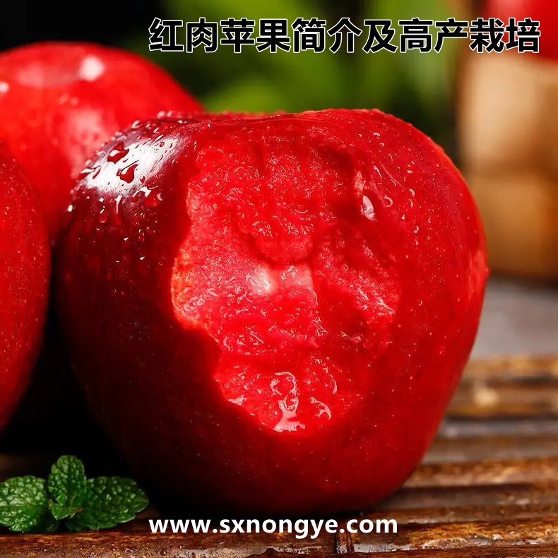 红肉苹果简介及高产栽培技术