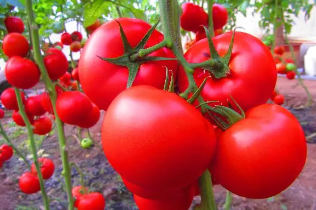 西红柿高产高效栽培技术（全套）