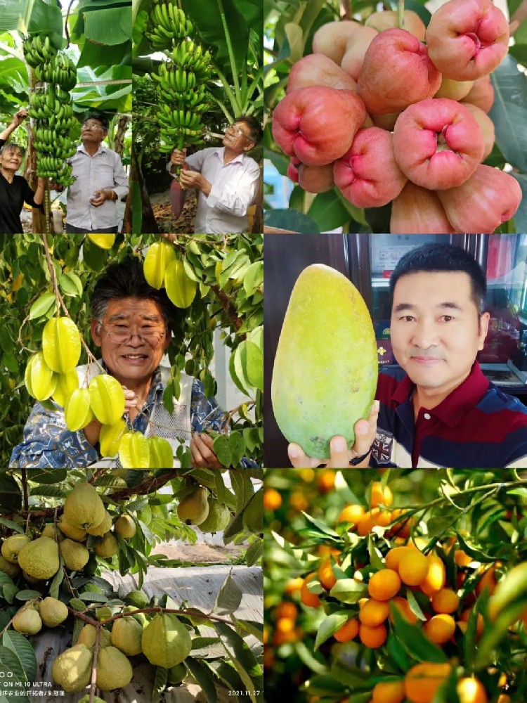 引进改良热带特色水果 丰富北方都市农业 促进美丽乡村发展