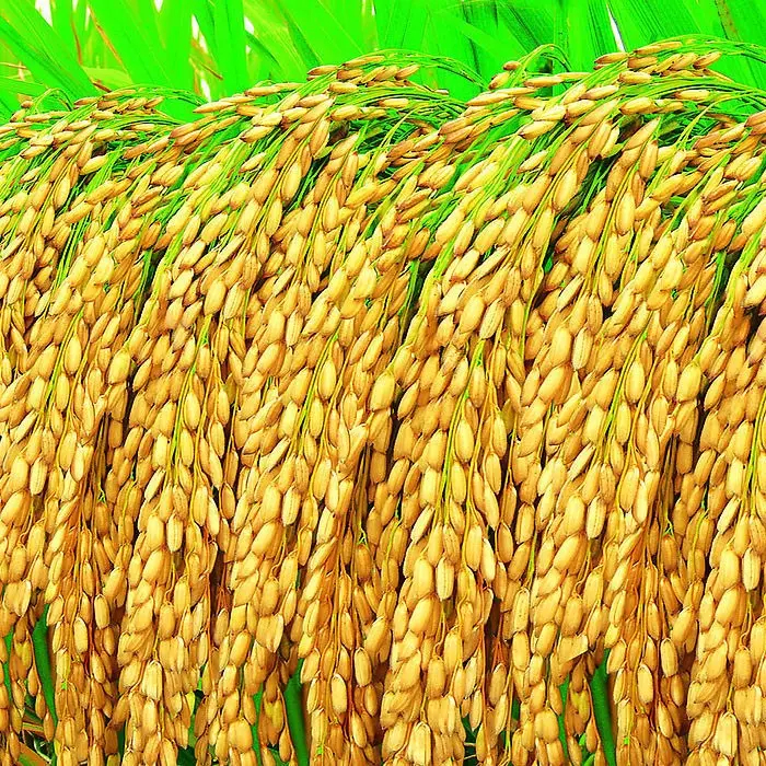 第四届国家农作物品种审定委员会审定通过1384个水稻、玉米、棉花、大豆新品种。