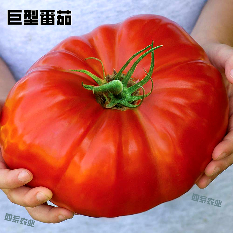 巨型番茄