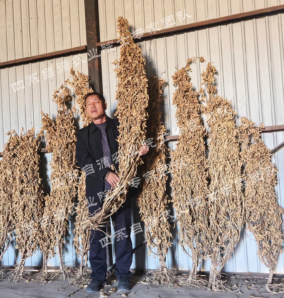 超高植株大豆品种资源系列