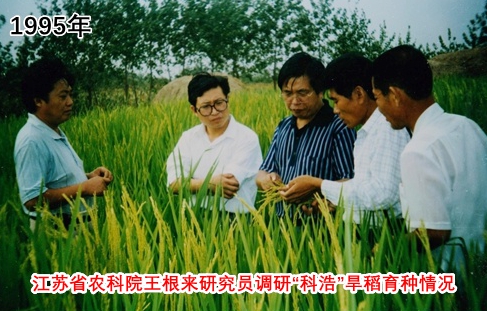 历史记录：1995-1999年旱稻系列品种的培育